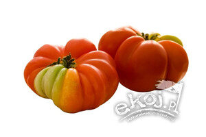 Pomidory czerwone Rebellion BIO ok. 500g